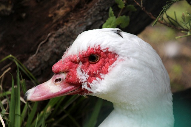 审查机制的 审查机制的